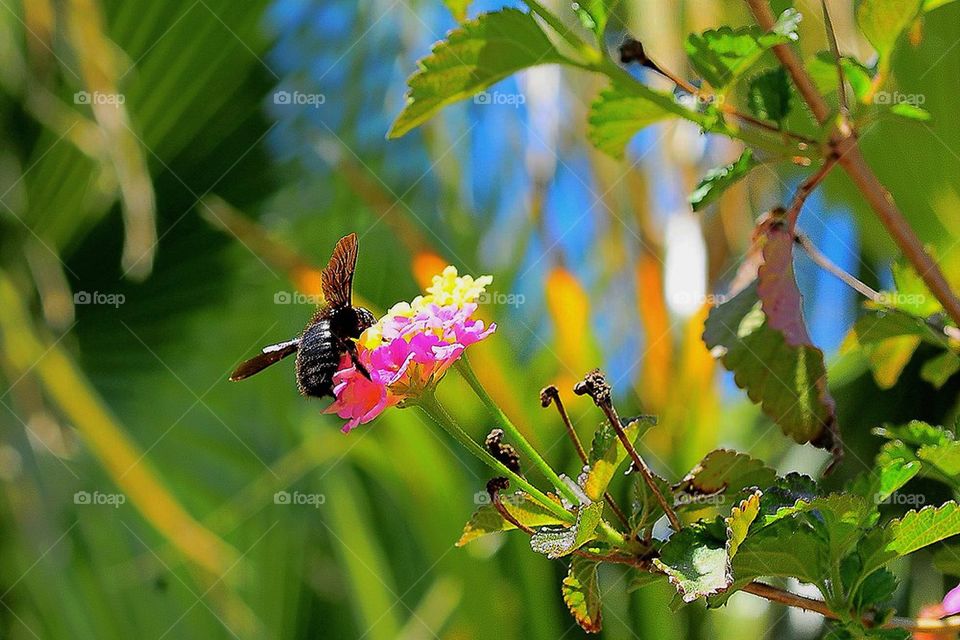 Black bee