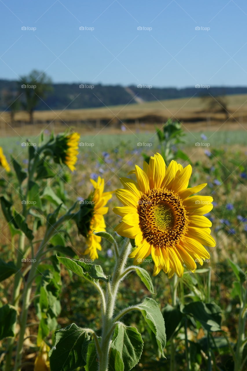 field with sunflowers