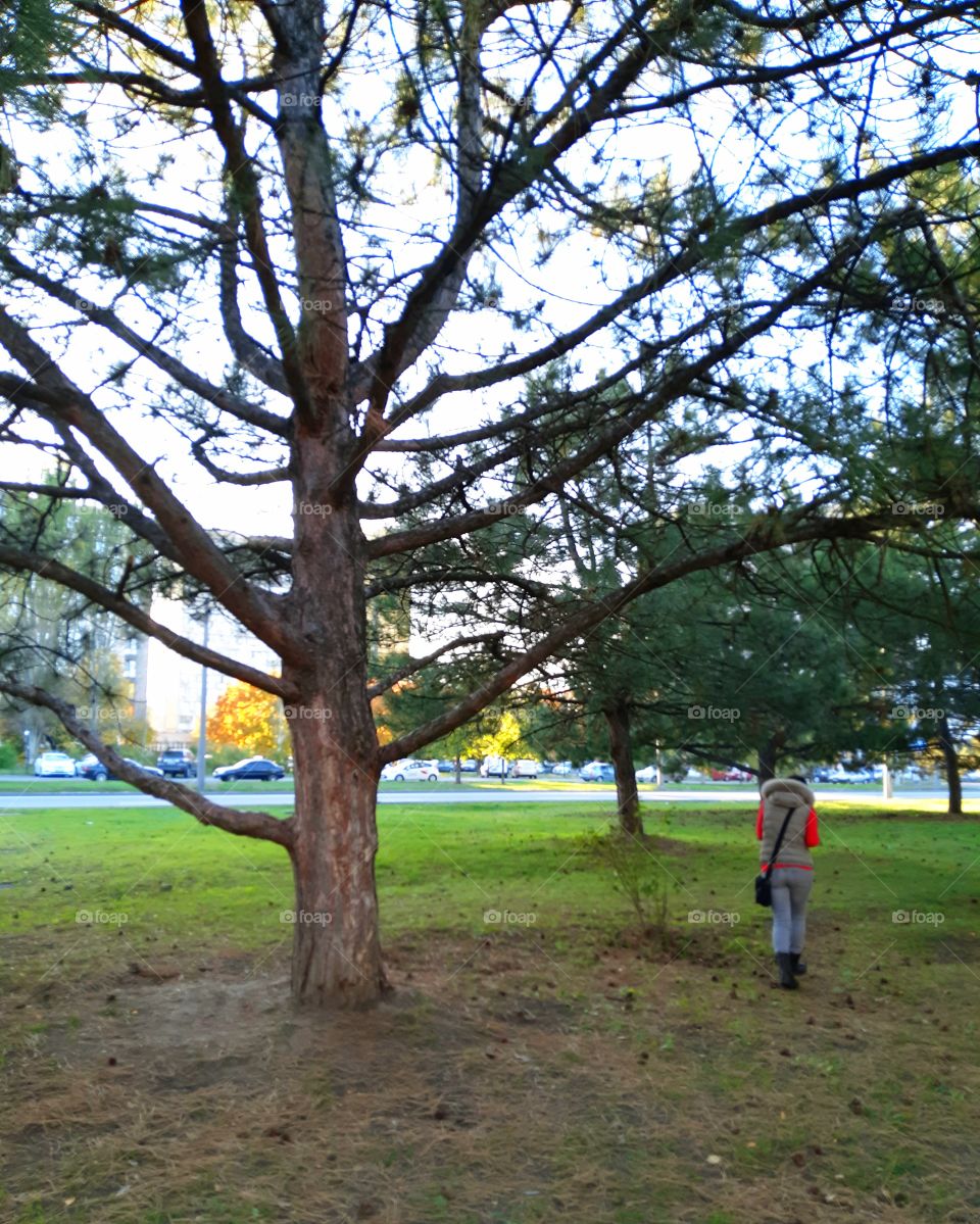 Walking by the pines