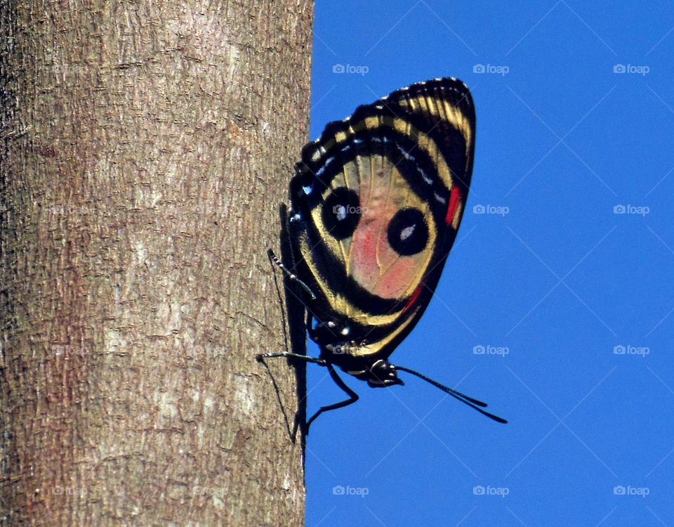 close up of butterfly