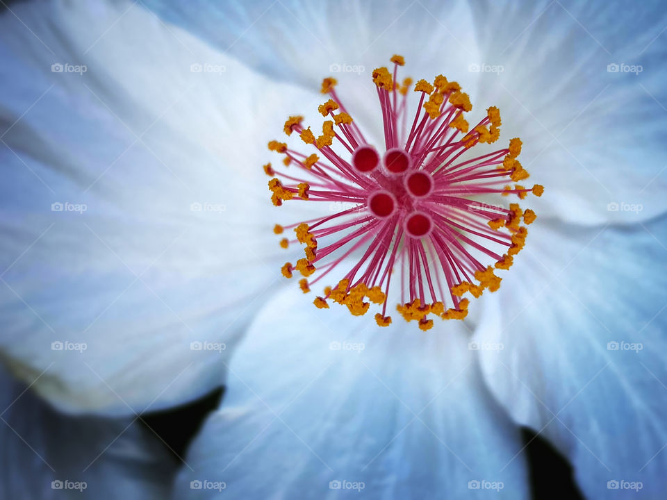 Closeup of the reproductive structures of a white hibiscus flower