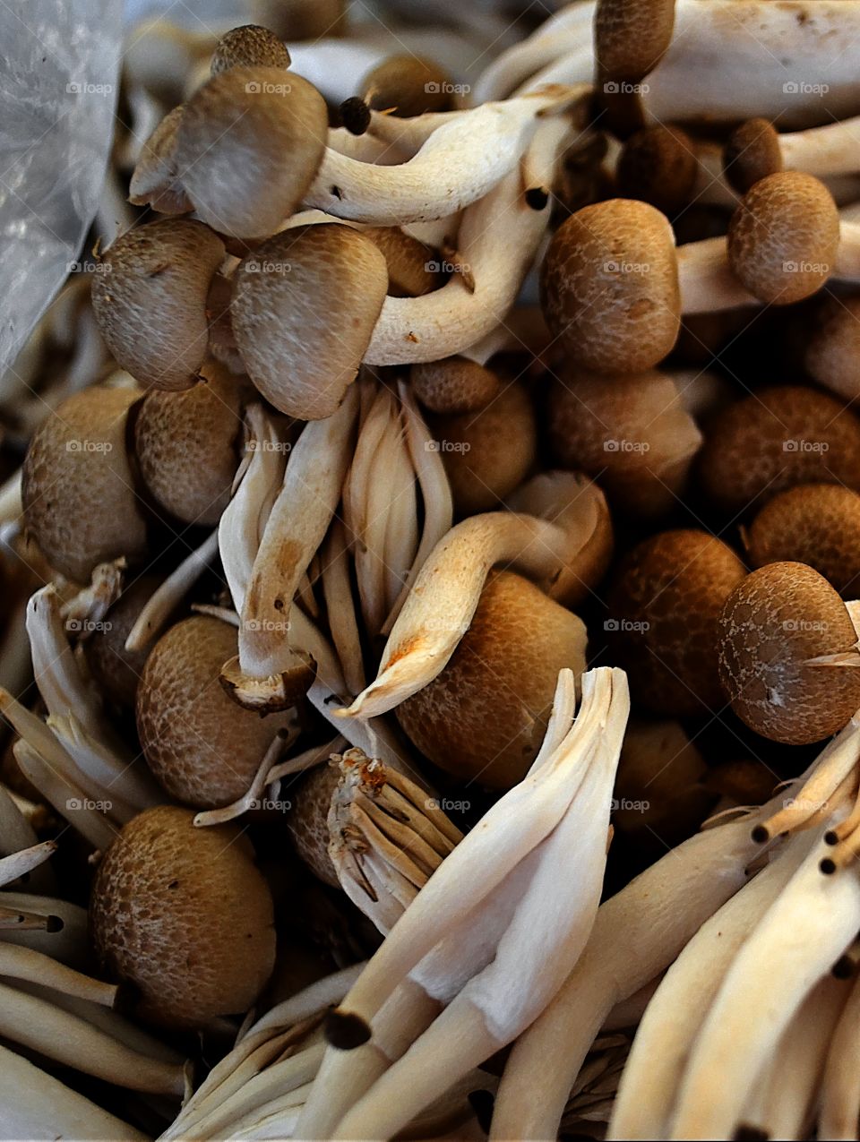 Mushrooms. Shimeji mushrooms from a market. Beijing, China
