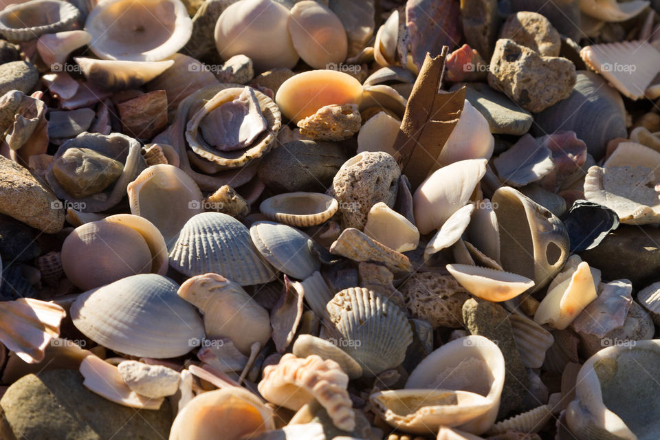 Full Frame of seashell