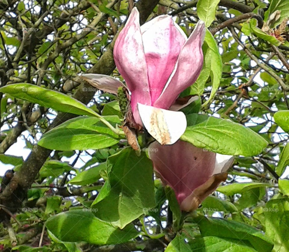 tulip tree. I first thought it to be a Magnolia, but it is not. it is a tulip tree.