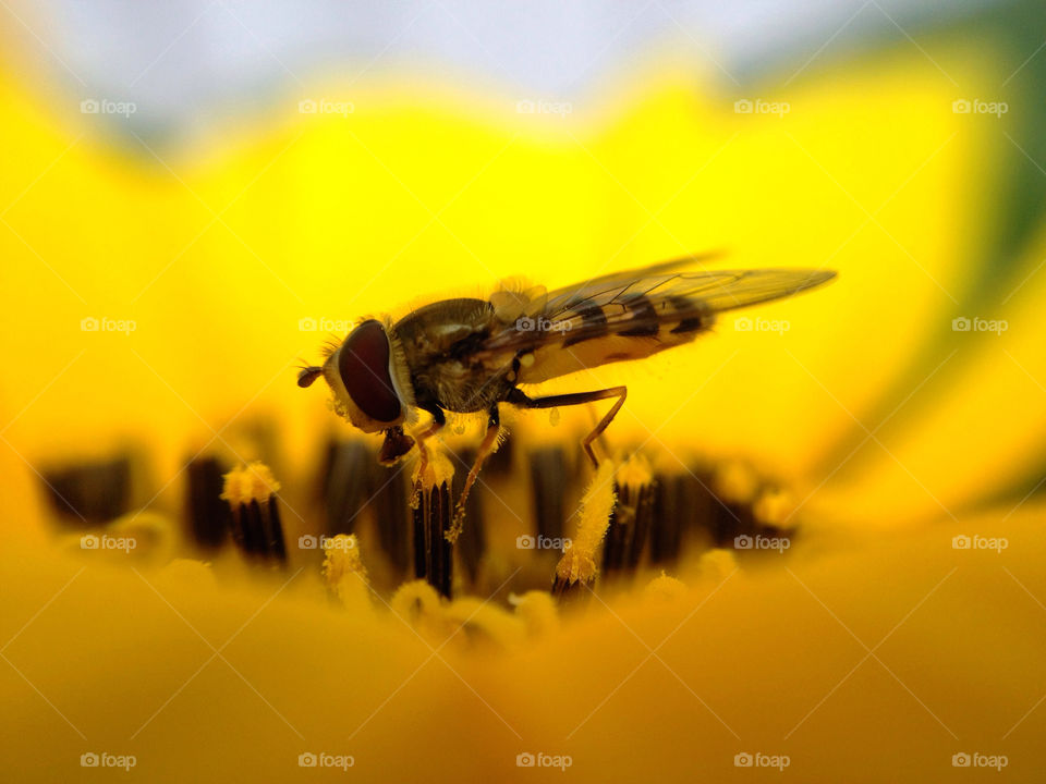 sweden garden macro close by elluca