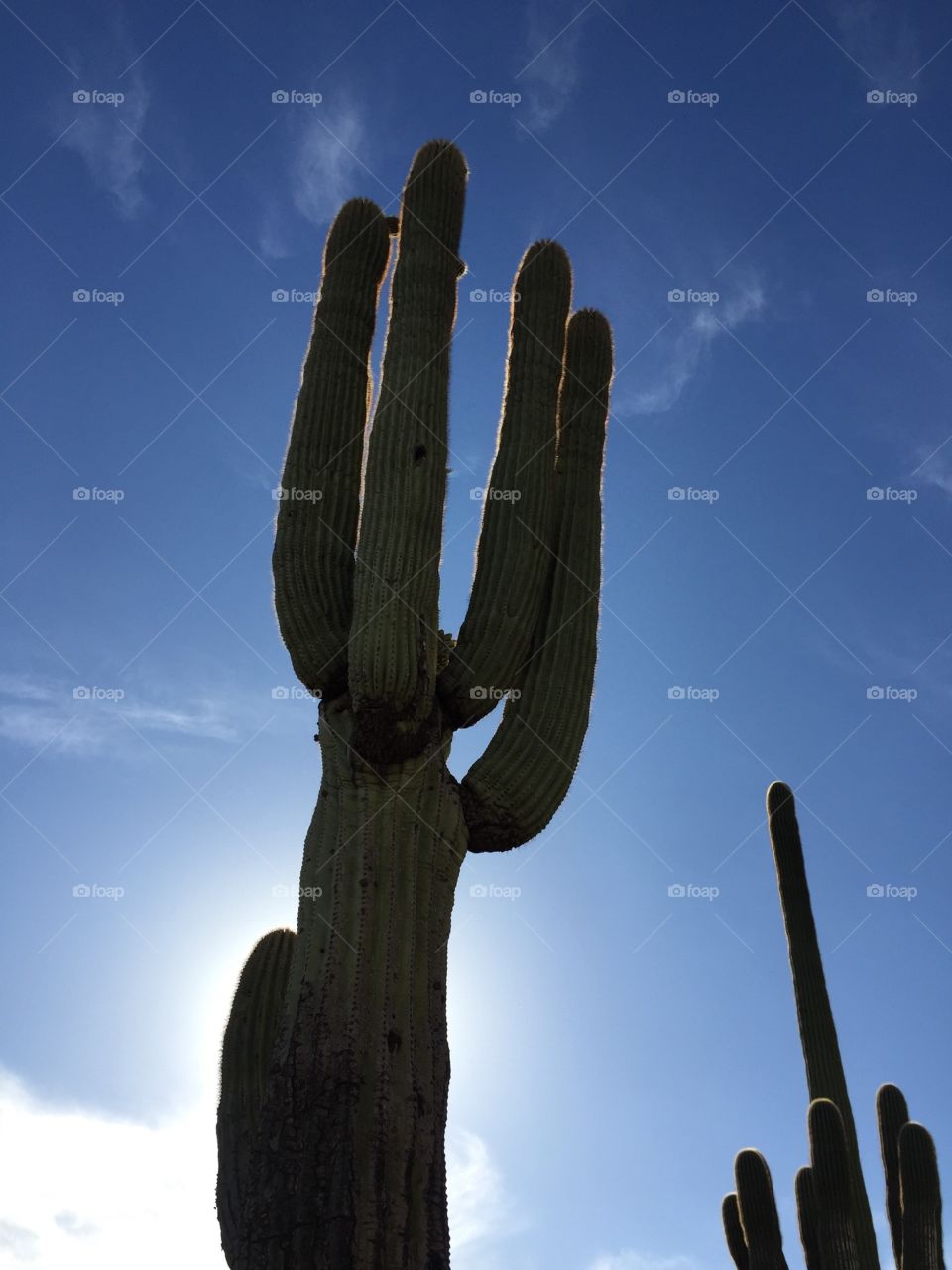 saguaro cactus silhouette against blue sky.