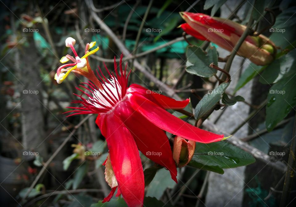 Red flower