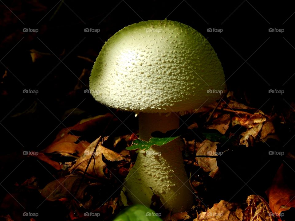 perfect mushroom growing in the forest