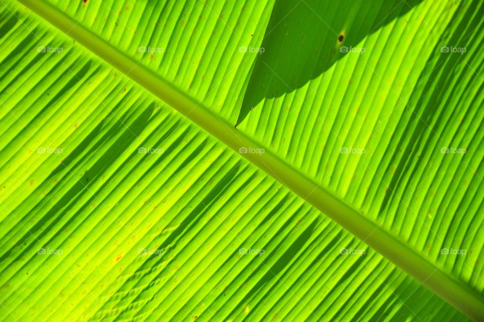 Leaf, Flora, Desktop, Photosynthesis, Growth