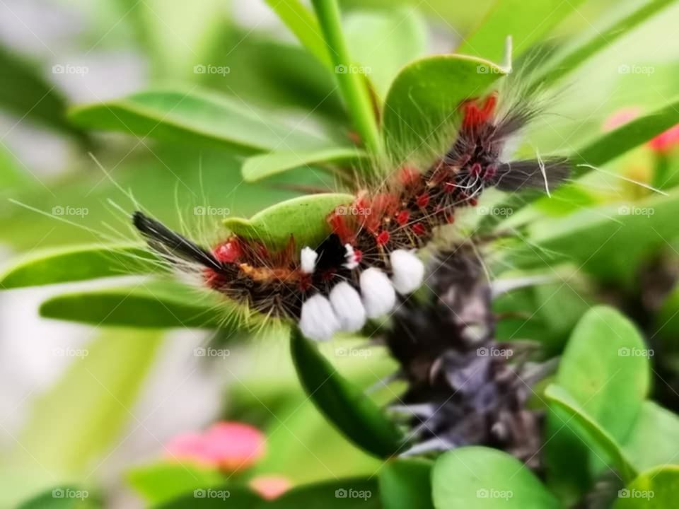 Caterpillar