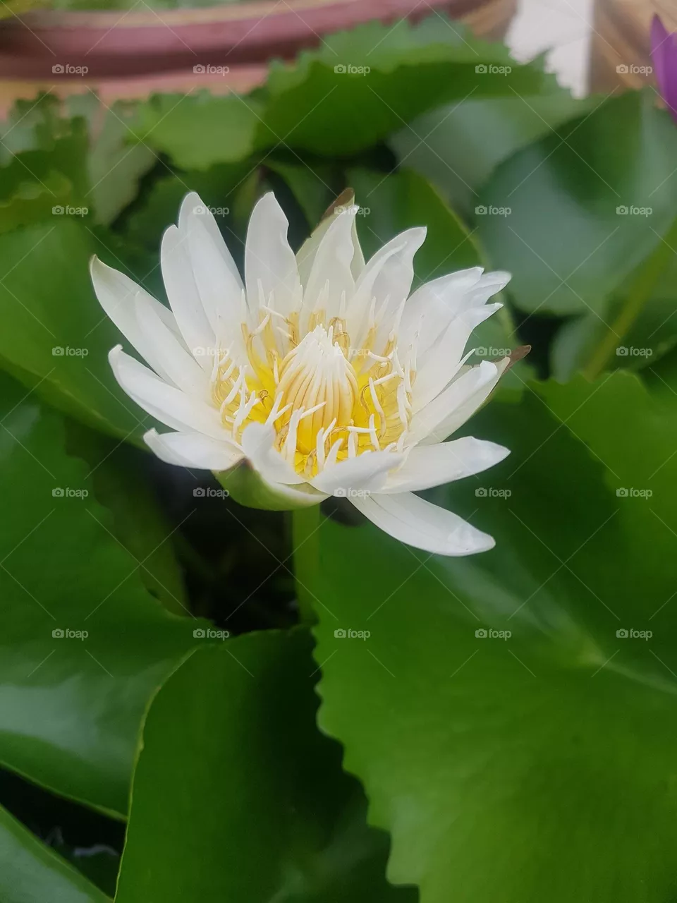 colored lotus