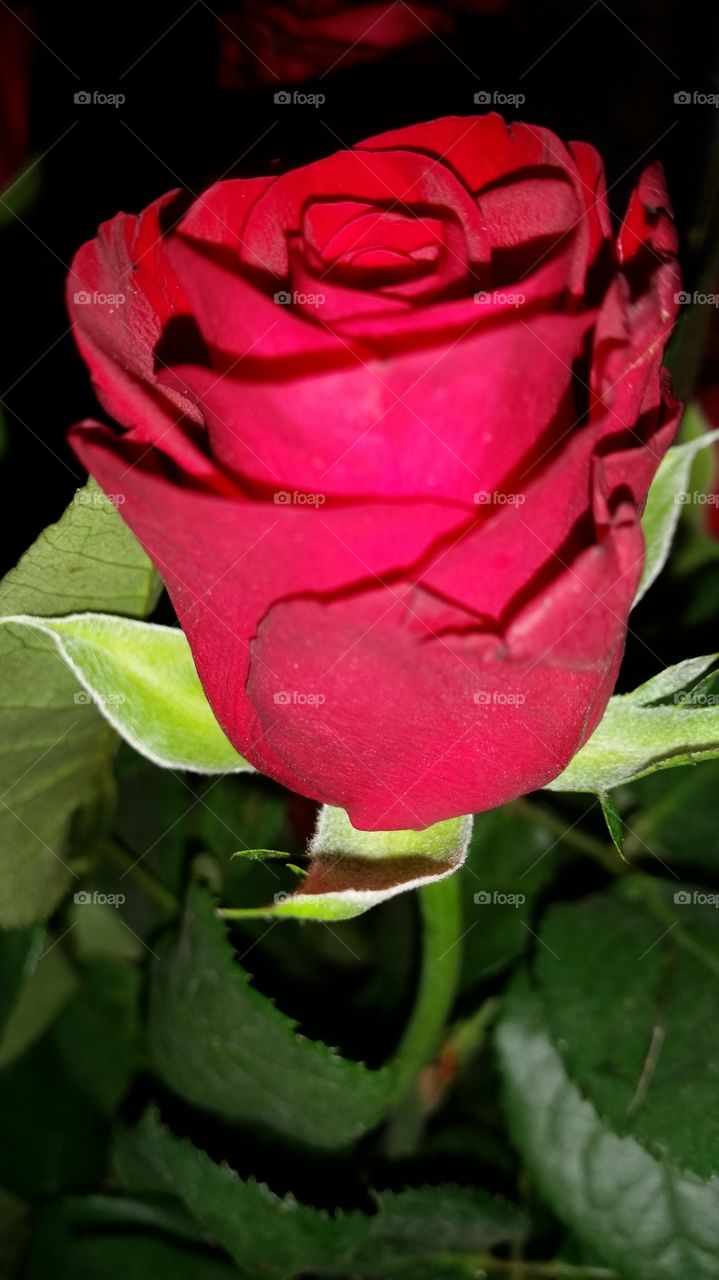 Roses are red!