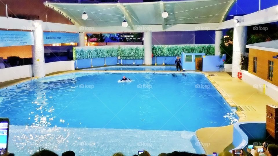 river creature atlantic child activity portrait beach fun coral natural family happy vacation dolphins playful island friendly animals fauna scuba landscape dolphin pod pool paradise travel snorkeling aqua view tourism flipper adventure undersea natu