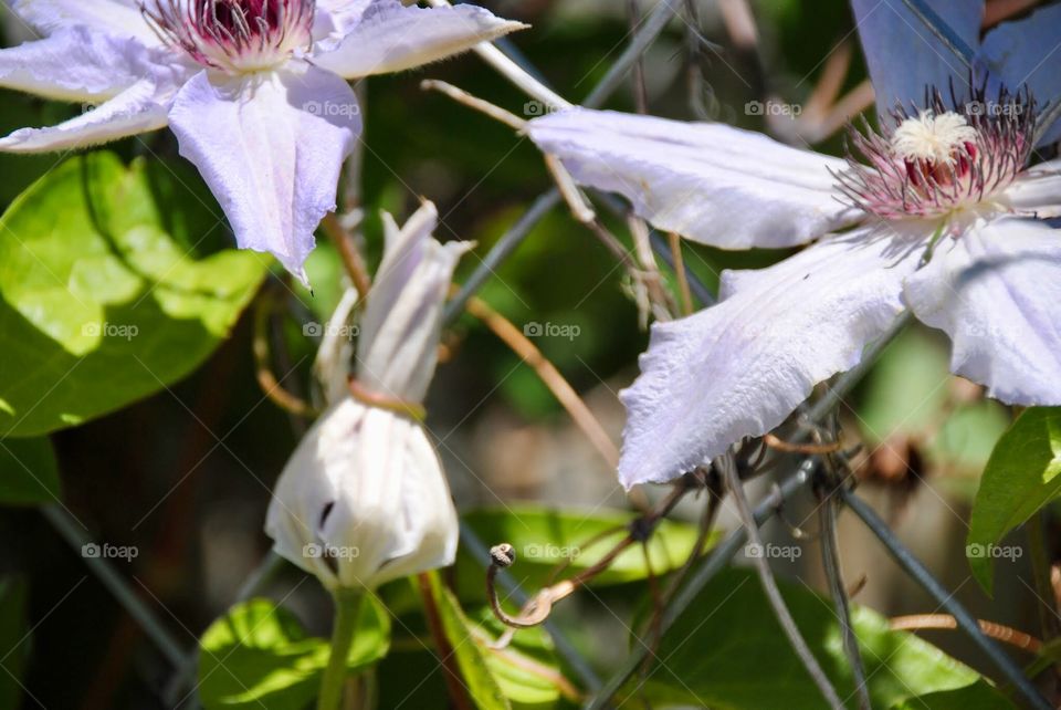 Clematis Blossom Strangled By Vine