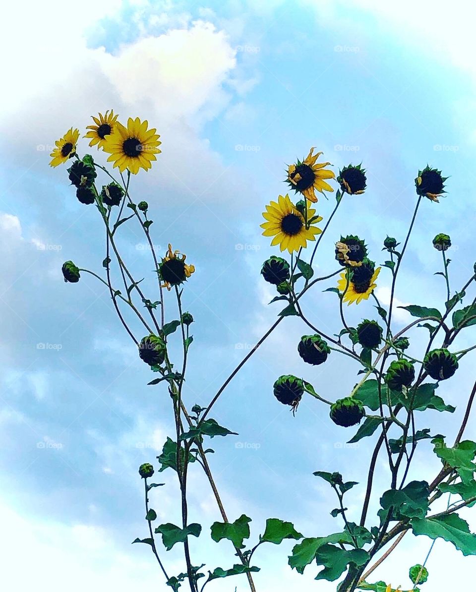 Texas sunflowers 