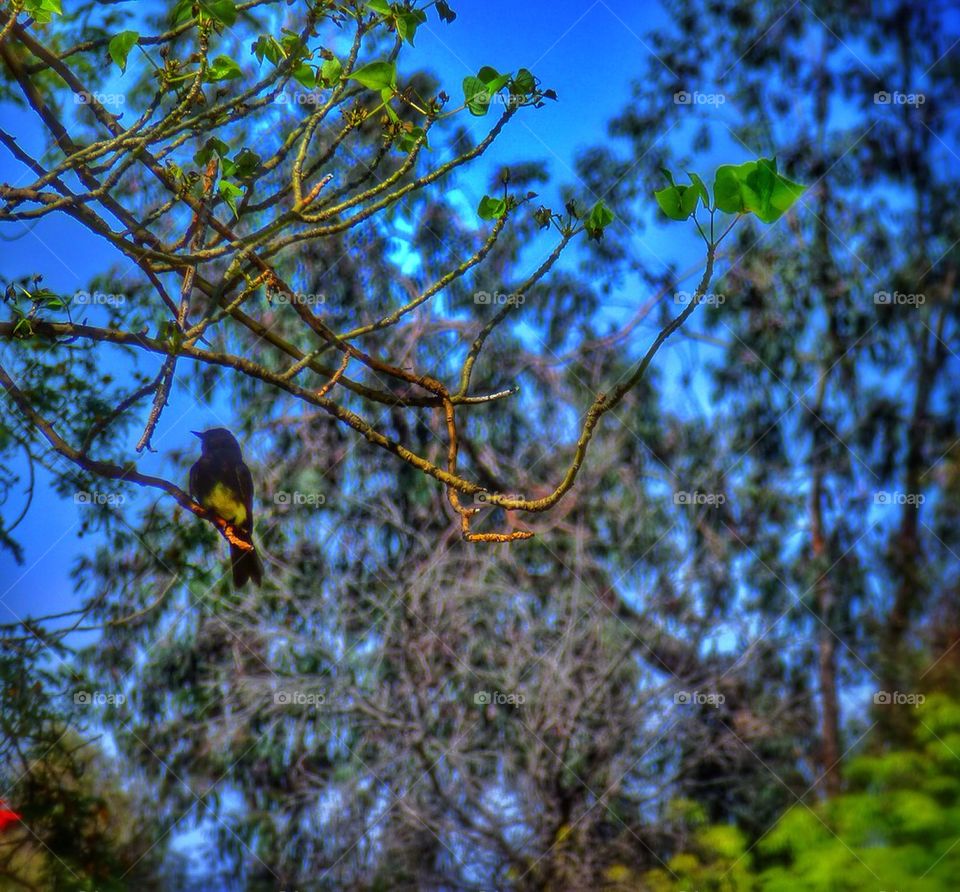 Black bird singing...