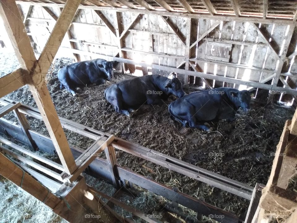 Three Black Angus bulls resting