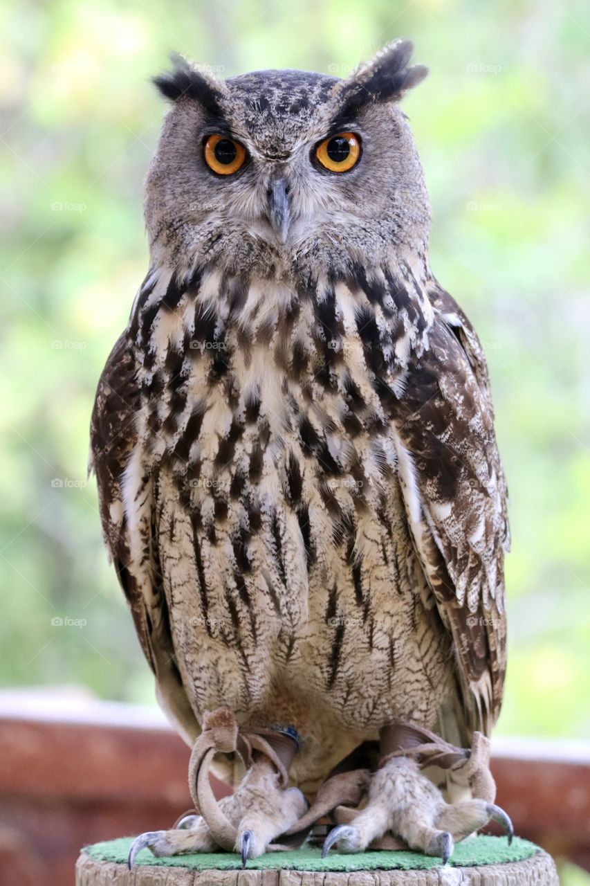 Owl
