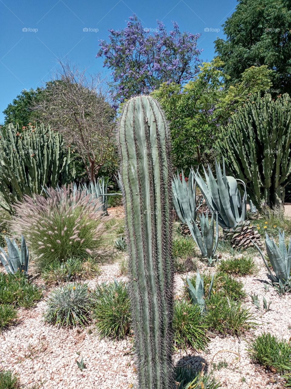 Cactus