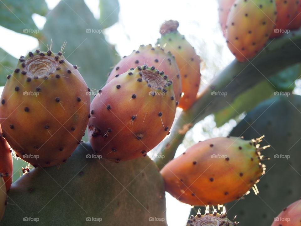 Close-up of cactus fruit