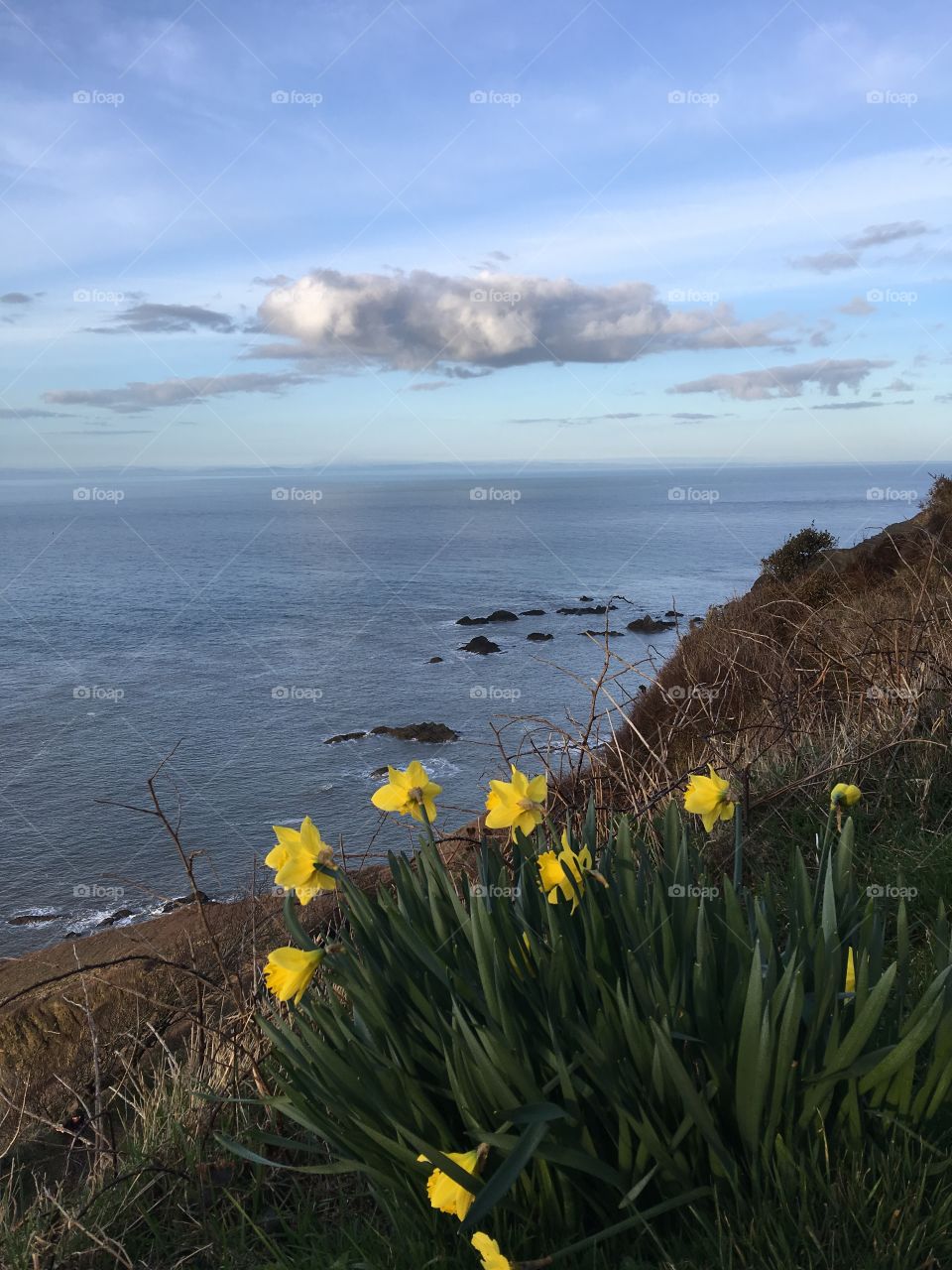 The bloom of the daffodils and the their North Devon view! This is the wonderful coastline between Ilfracombe and Lee Bay. I’m called here in all weather, but the look of spring is here. 