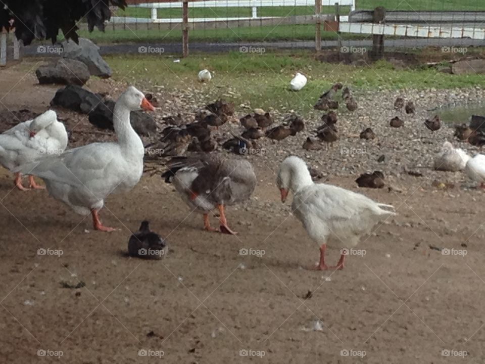 Ducks & geese