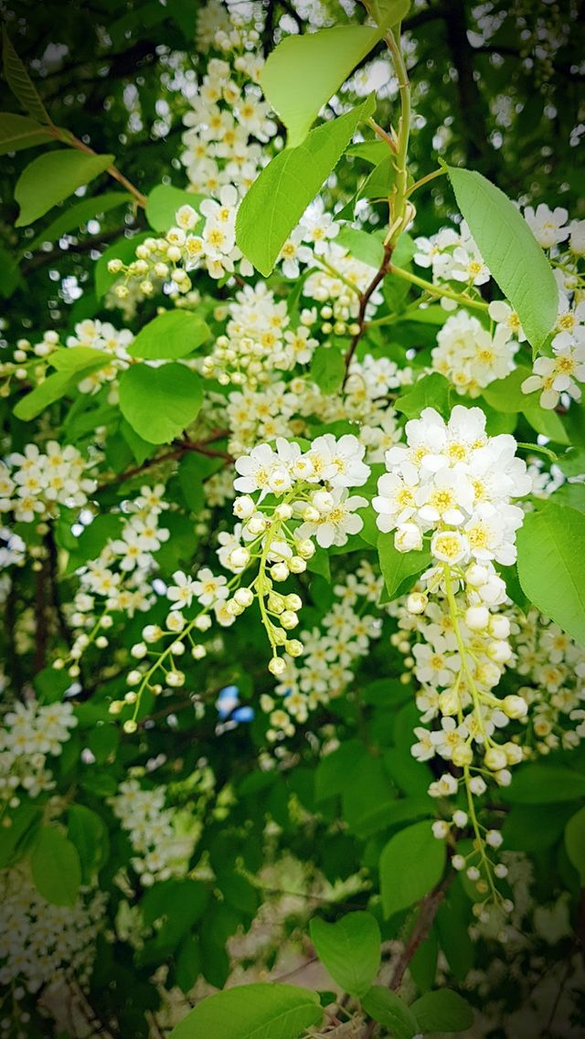 flowers