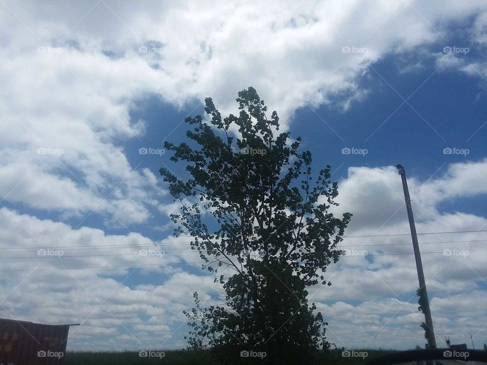 tops different growth squirt it is easy to see when rain was plentiful