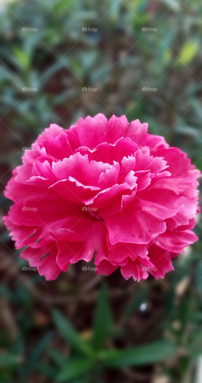 Dianthus caryophyllus or carnation, scientific name Dianthus caryophyllus is a popular garden and potted ornamental plant.