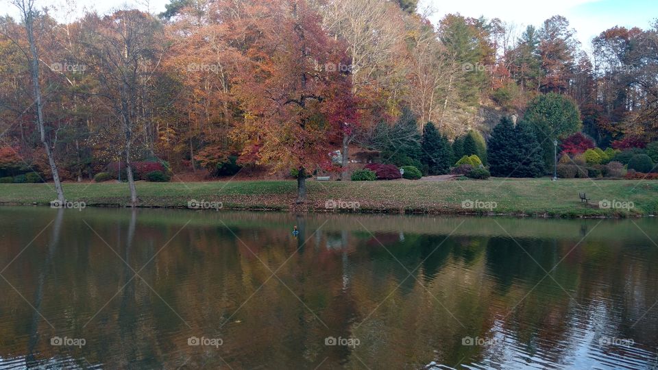 Fall, Tree, Lake, Water, River