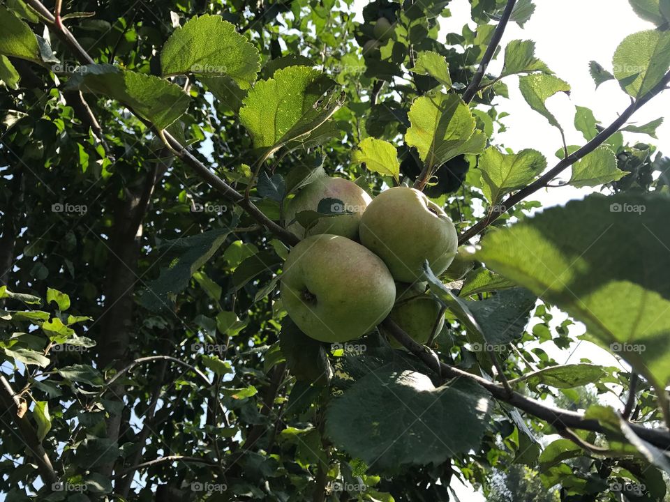 Green apples absorbing the natural color slowly as they are ready to ripening. . .