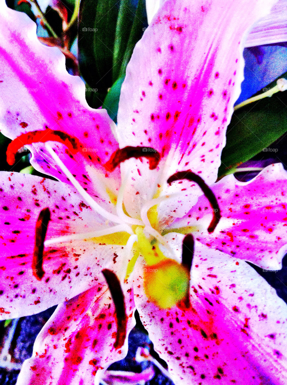 flower lily stamen bright pink by emmam