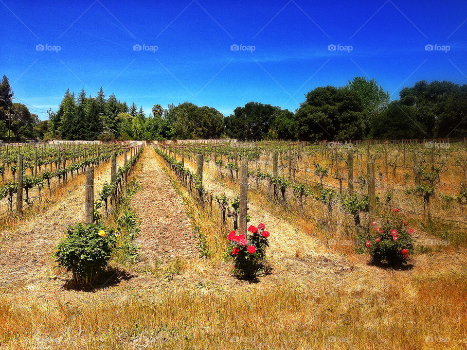 California wine grapes growing in a vineyard