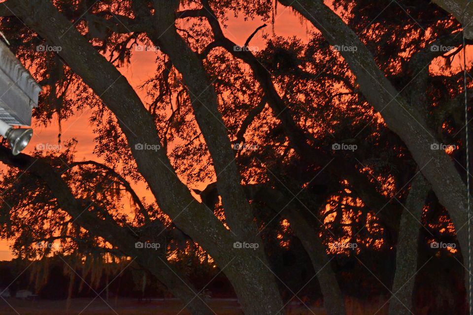 Tree, No Person, Fall, Leaf, Wood