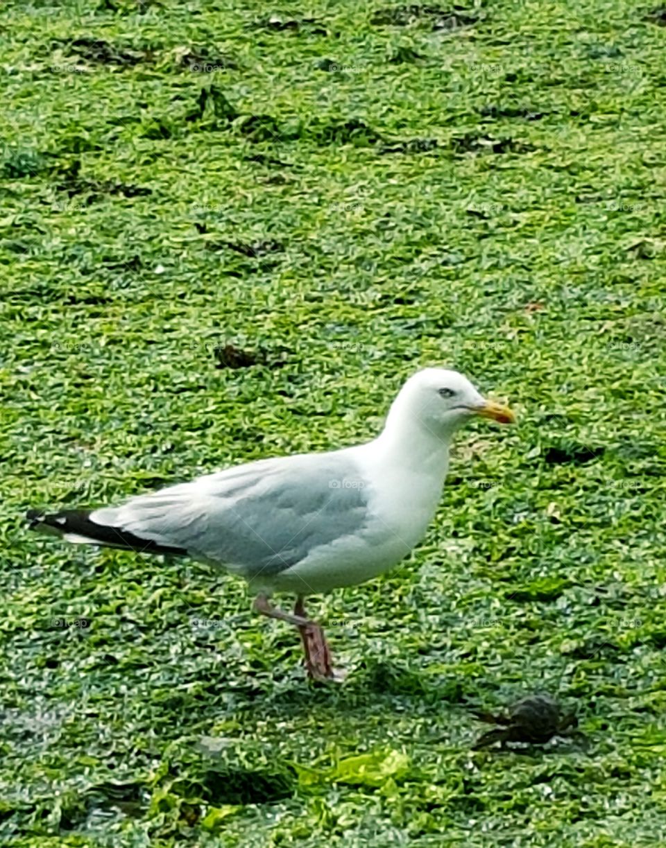 seagull