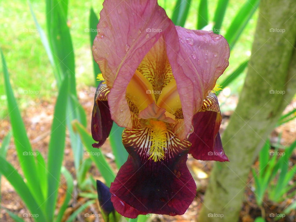 Bearded Iris