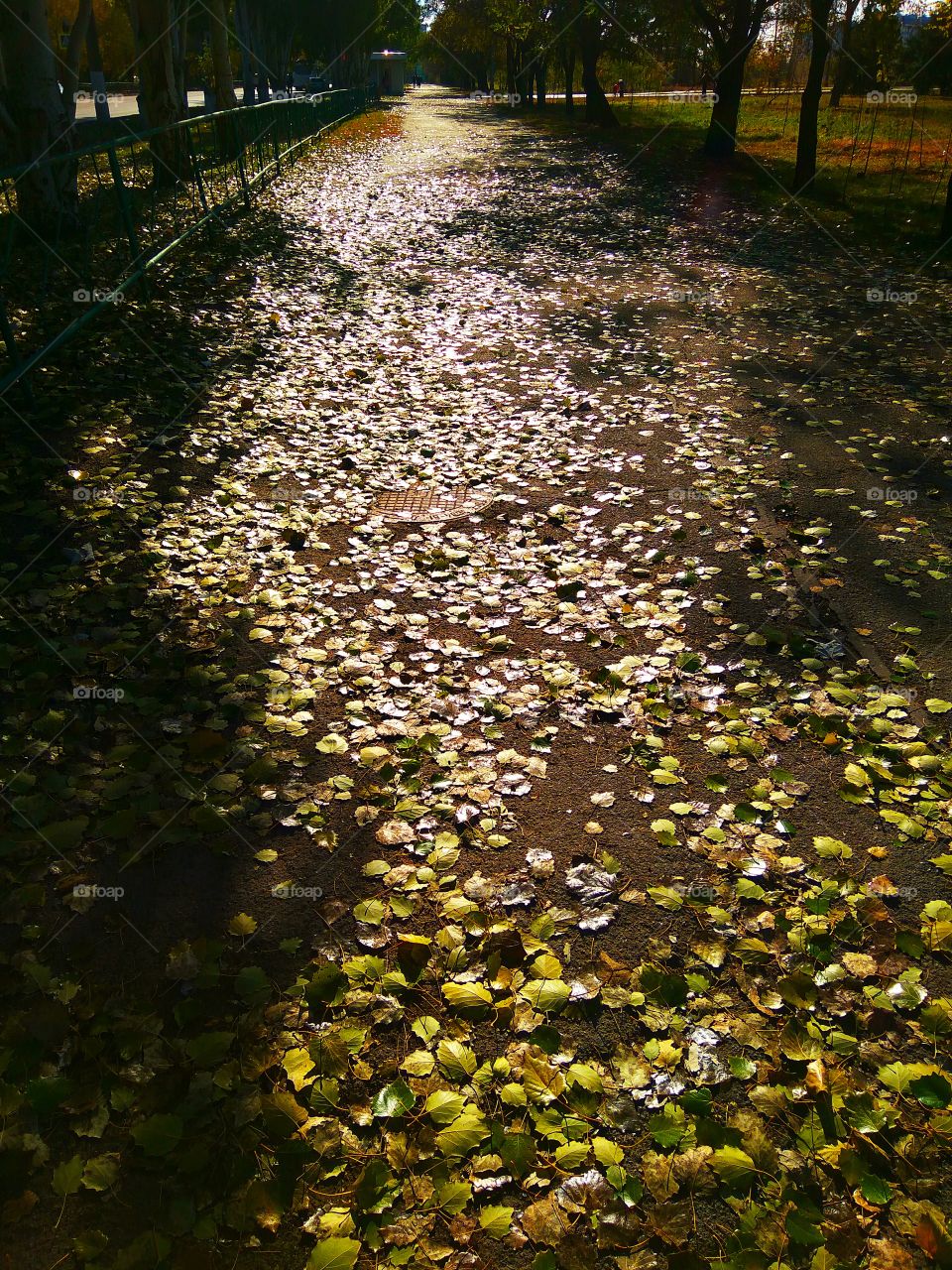 Golden autumn street