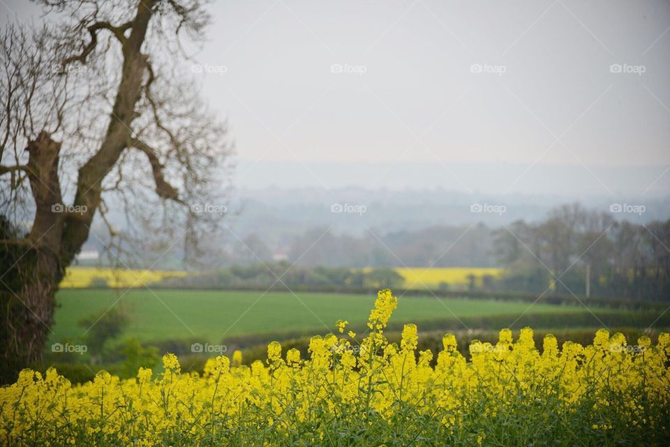 Linseed field in North Yorkshire