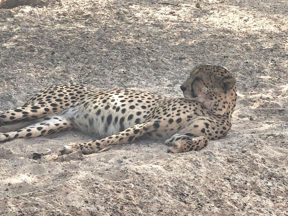 Relaxing after lunch on Sir Baniyas Island