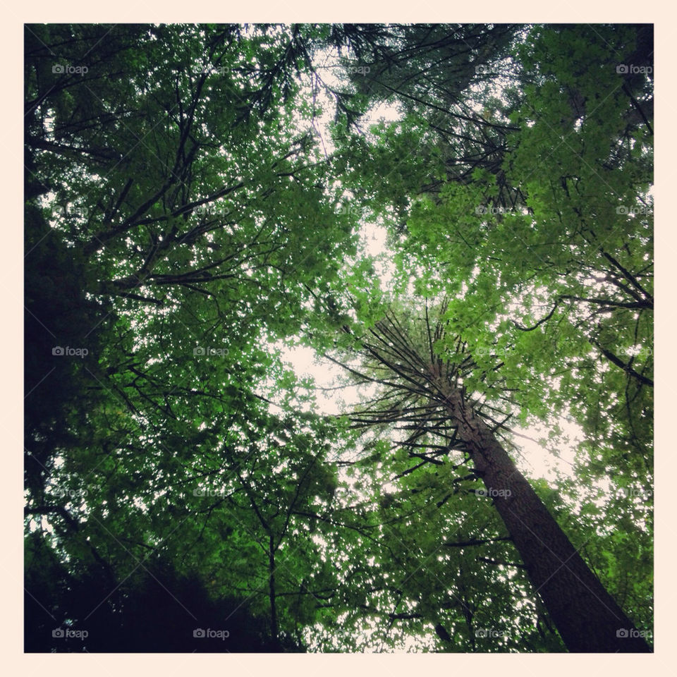 Beneath the green canopy