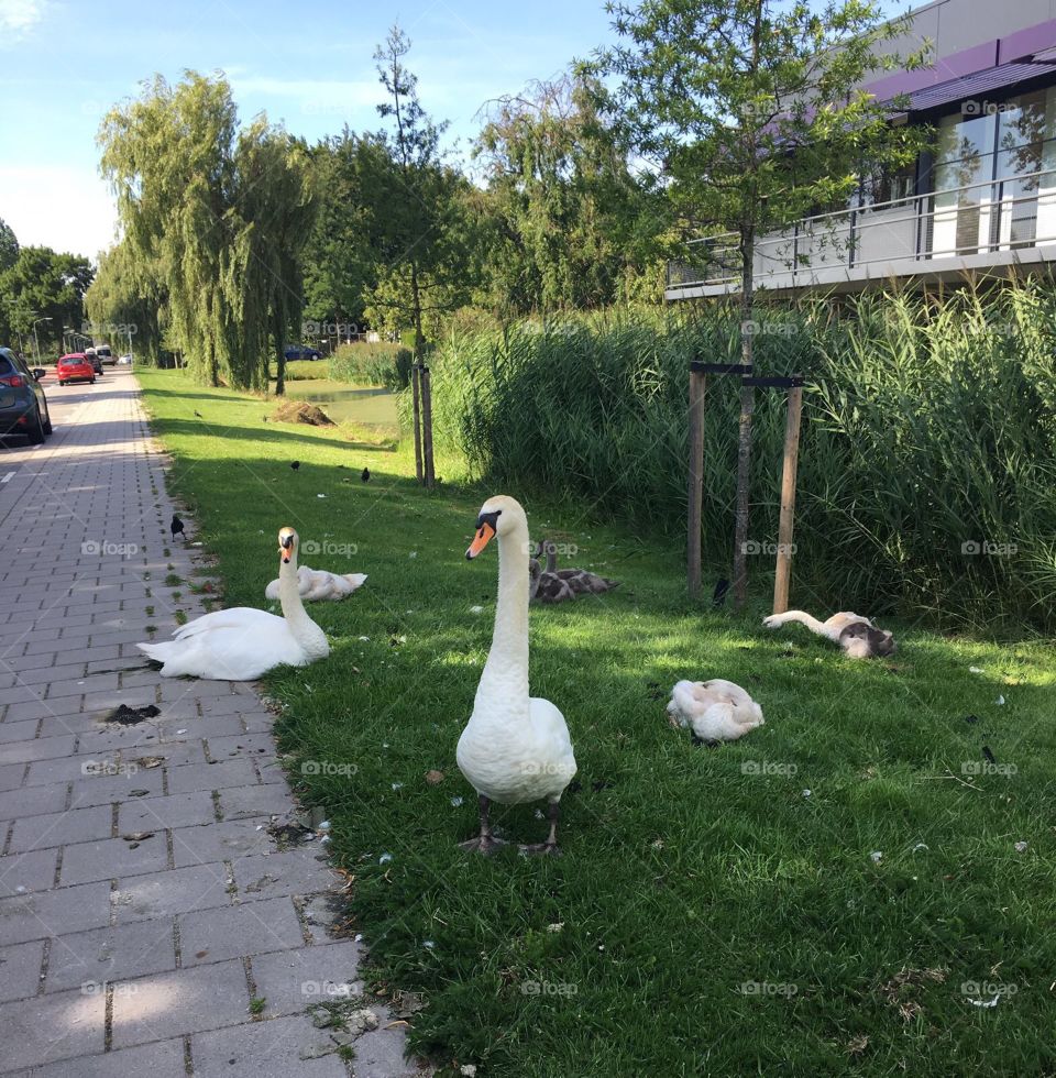 A family of Swans 