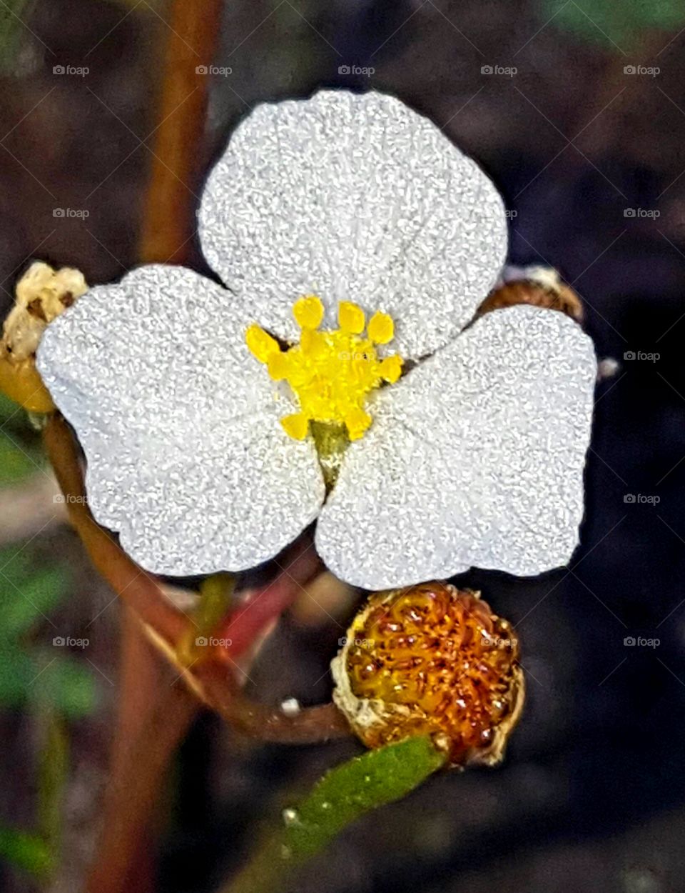 Nature, Flower, No Person, Leaf, Flora