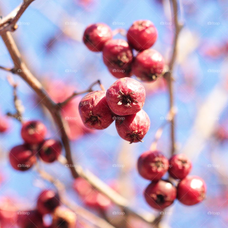 Winter berries 