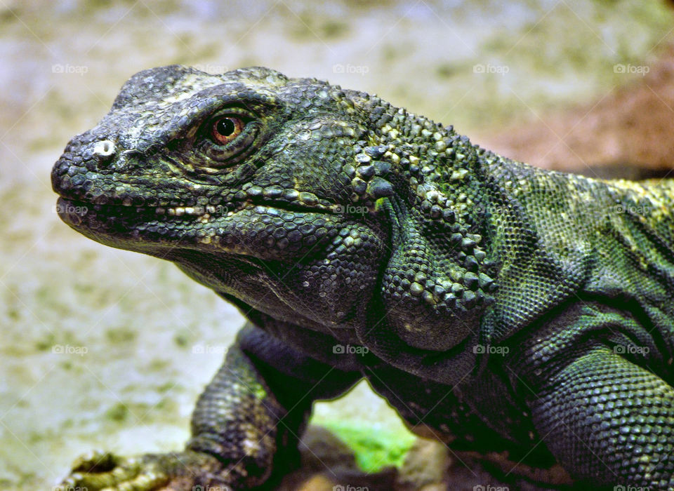 green closeup reptile monster by landon