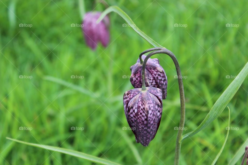 Purple flower