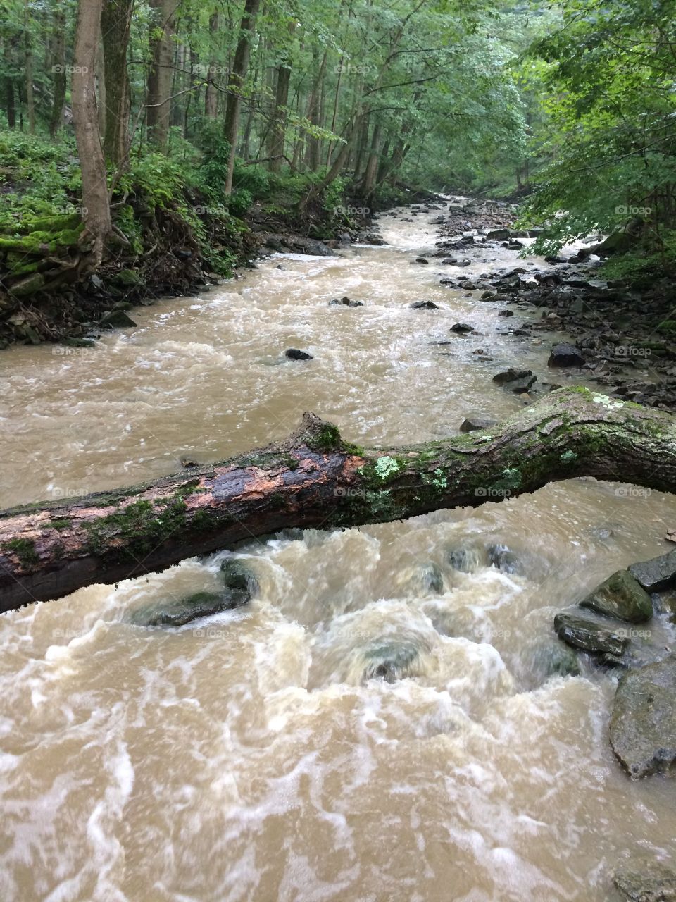 Powerful river on a hiking trail near St. Catharine's Ontario.