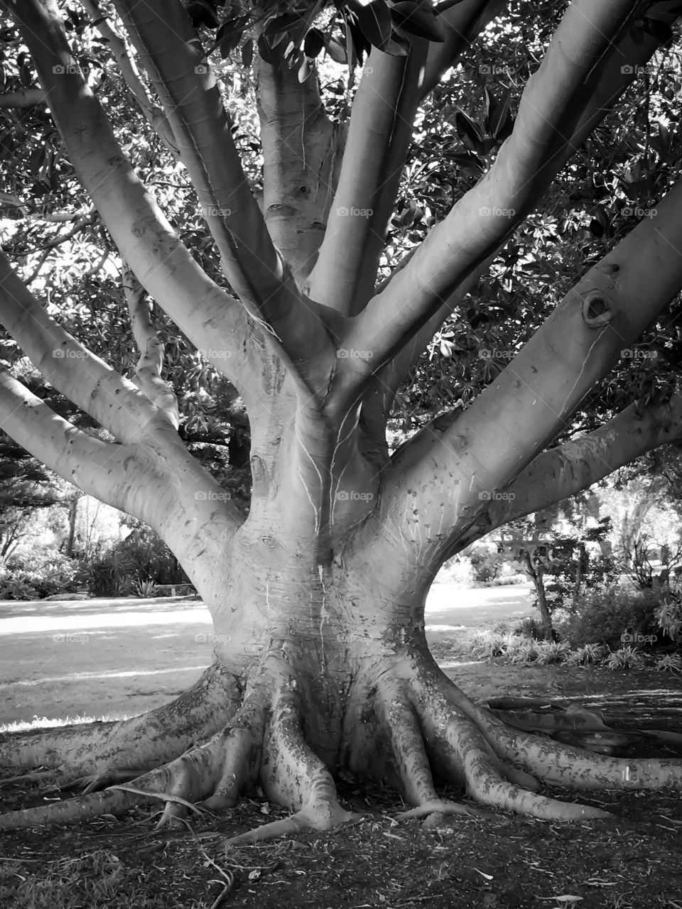Moreton Bay Fig tree south Australia 