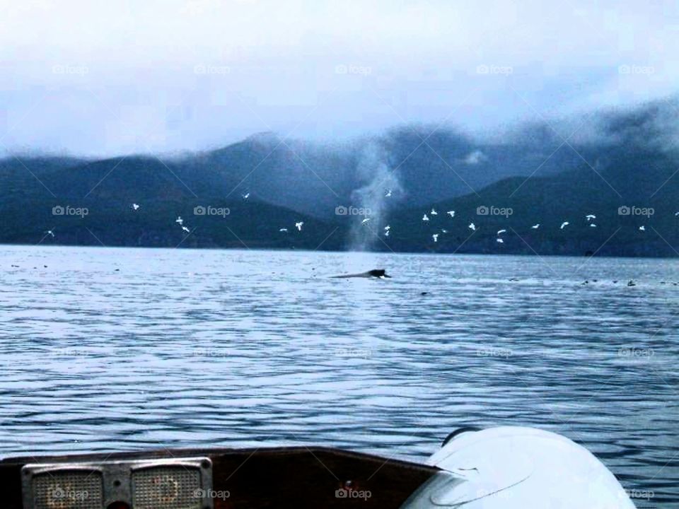 Early Morning Whale Watch