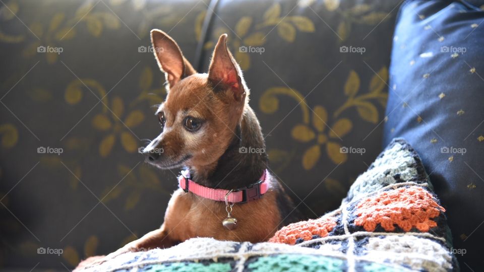 Miniature Pinscher