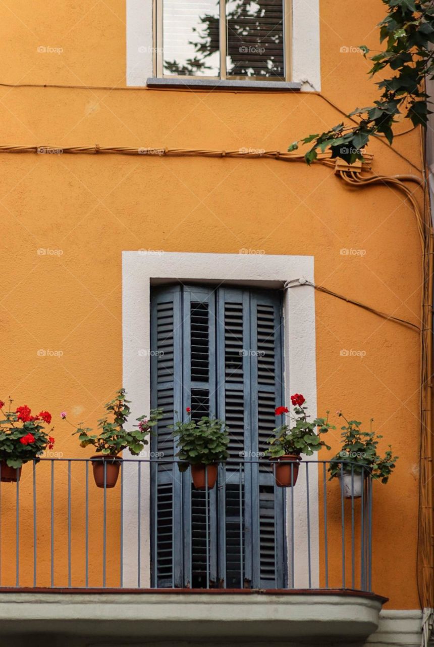 flowers on the background of an orange house